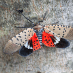 Early Spring Tree Diseases/Pests to Watch for in Eastern PA