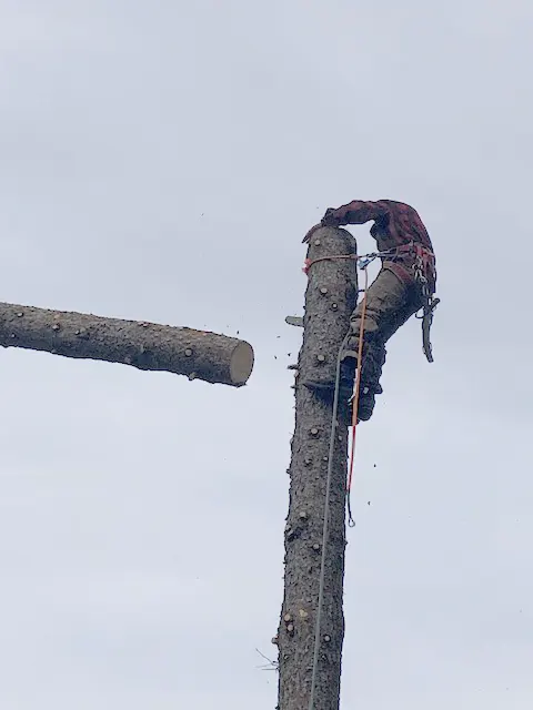 climber-cutting-down-tree