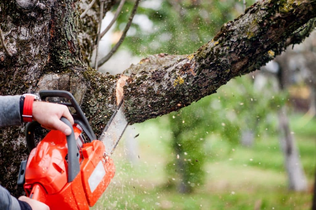 man cutting trees using an electrical chainsaw and professional tools