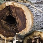 Understanding Tree Health 101: A Comprehensive Guide by Strunk Tree Service