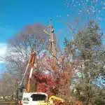 The Best 365 Year Round Tree Maintenance Service