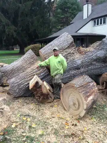 large-tree-cut-into-pieces