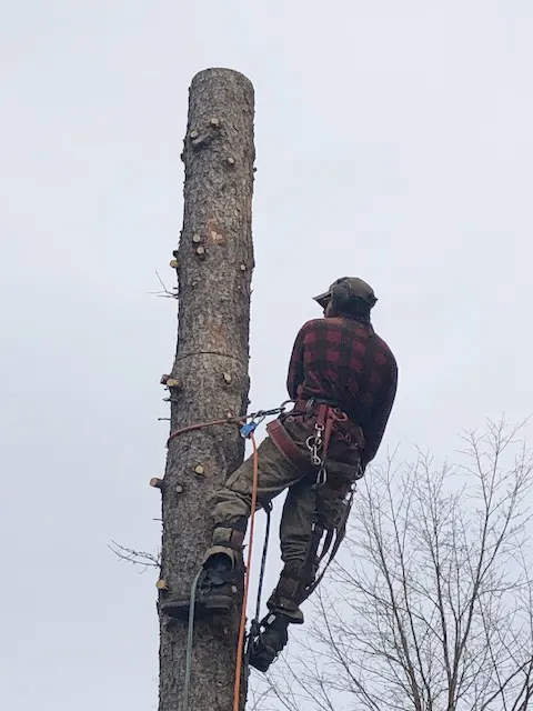 professional-tree-removal