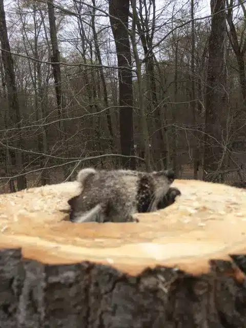 raccoon-hiding-in-a-tree-stump