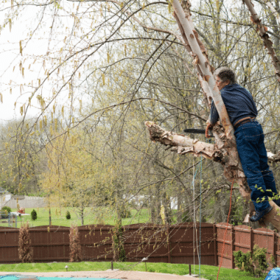 man doing tree trimming in a fenced in backyard