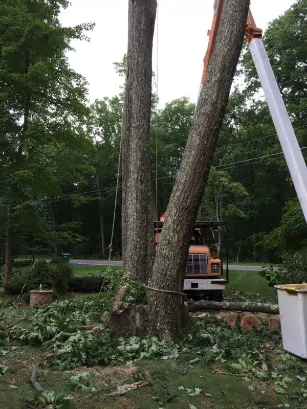 tree-being-removed