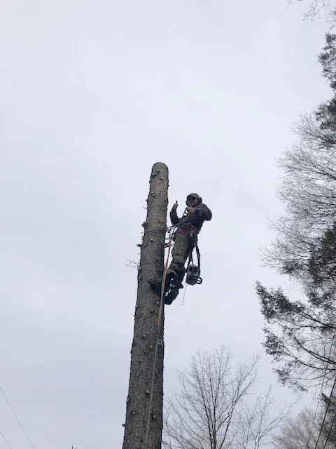 tree-care-specialist-climbing-tree