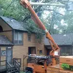 How to Document Tree Damage for Insurance Claims
