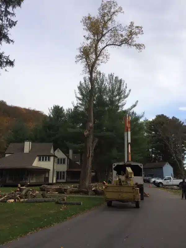 tree-removal
