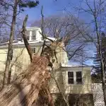 How Do I Know If a Tree Needs to Be Removed?