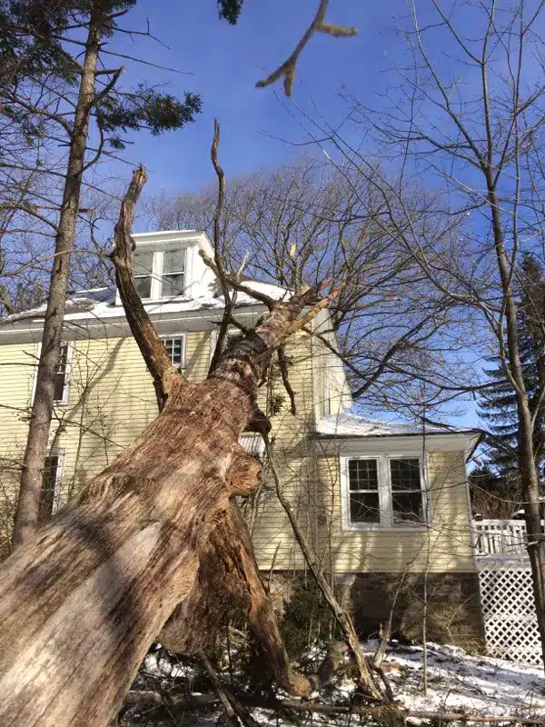 tree-that-fell-on-house
