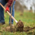 8 Essential Spring Tree Planting Tips for a Successful Bloom