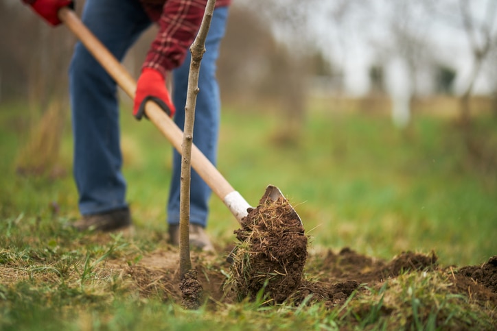 tree planting with gardener digging dirt