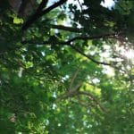 Protecting Your Green Screen for 2026 & Beyond