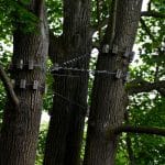 How Can Cabling Help Save Mature Trees?