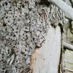 How Can You Protect Trees from Insect Damage?